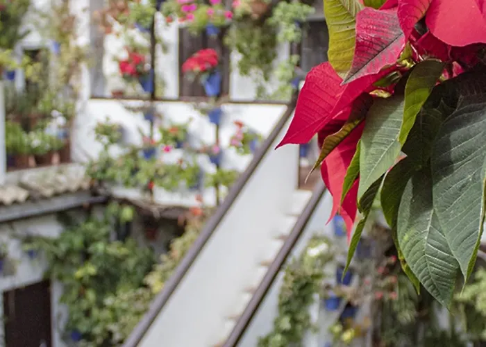 Campanario De La Magdalena * 科爾多瓦